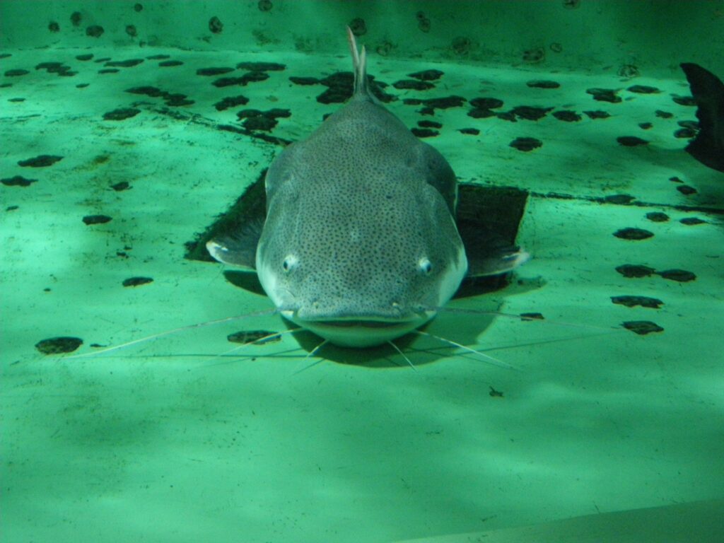 ナマズの夢を見た！？スピリチュアルな意味とは？