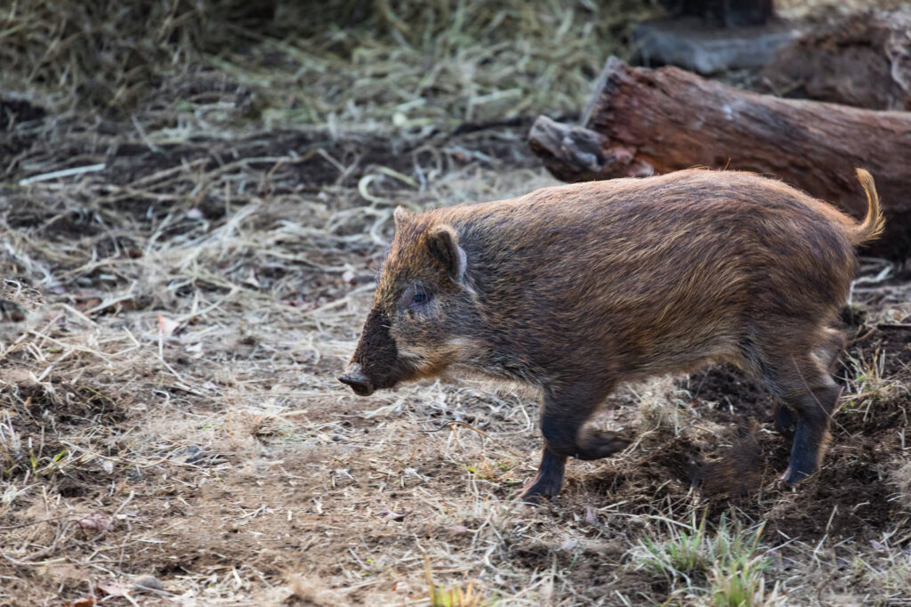 イノシシの走る速さは？イノシシ対策について解説！