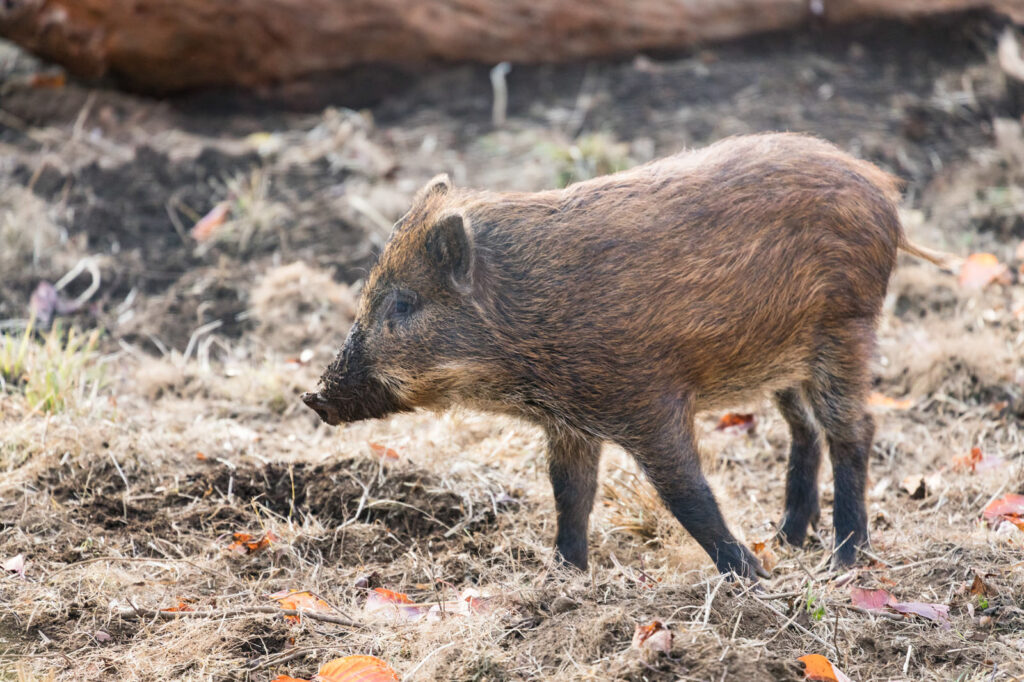 イノシシの走る速さは？イノシシ対策について解説！