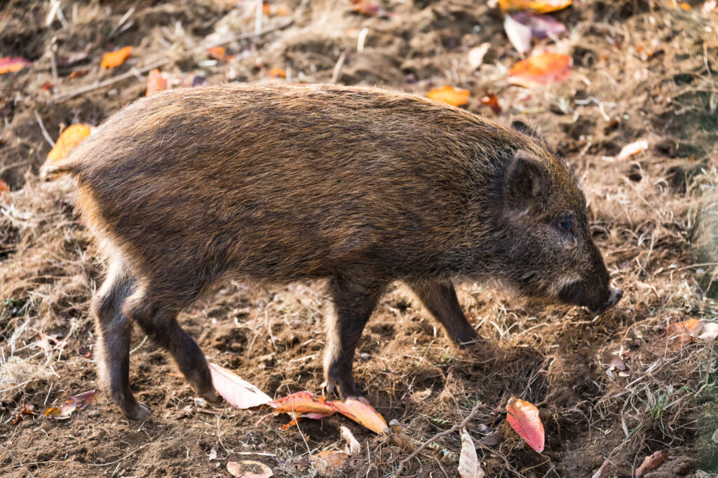 イノシシの走る速さは？イノシシ対策について解説！